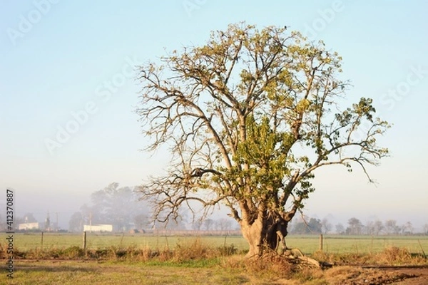 Fototapeta tree in the field