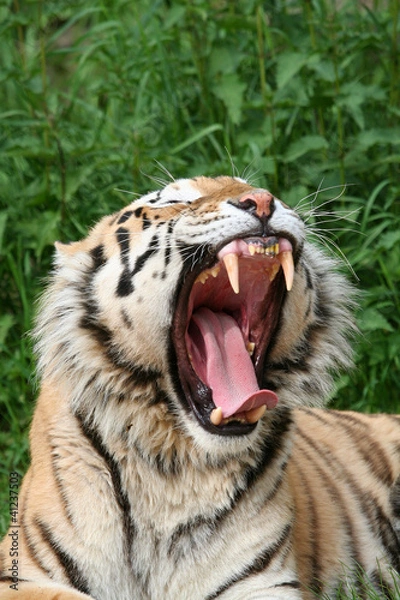 Obraz gähnender Tiger