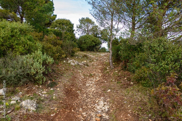 Fototapeta path in the garden