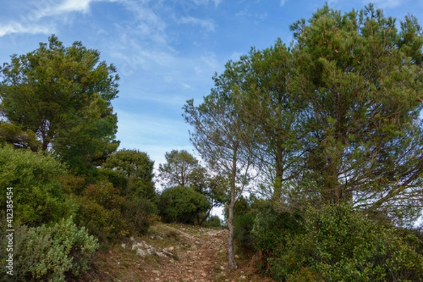 Fototapeta trees in the forest