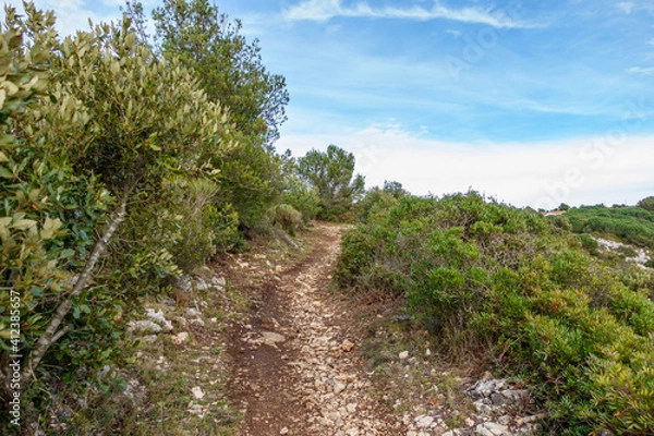 Fototapeta path in the field