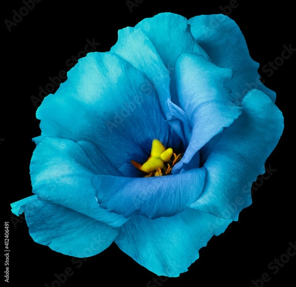 Fototapeta blue rose flower, black  isolated background with clipping path. Nature. Closeup no shadows. eustoma flower.