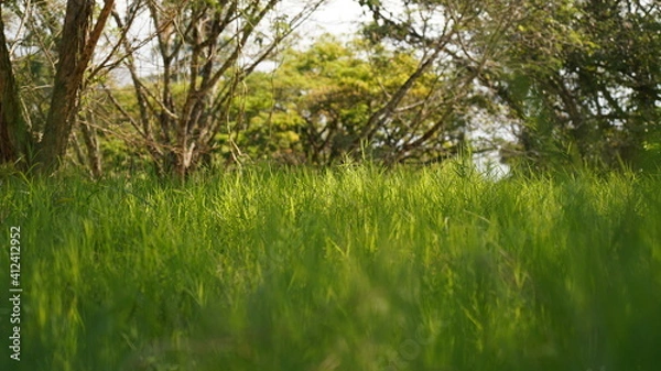 Obraz beautiful grassland