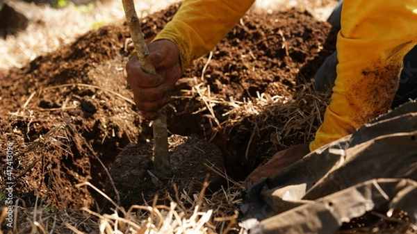 Obraz farmer working hard