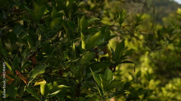 Obraz close up citrus tree