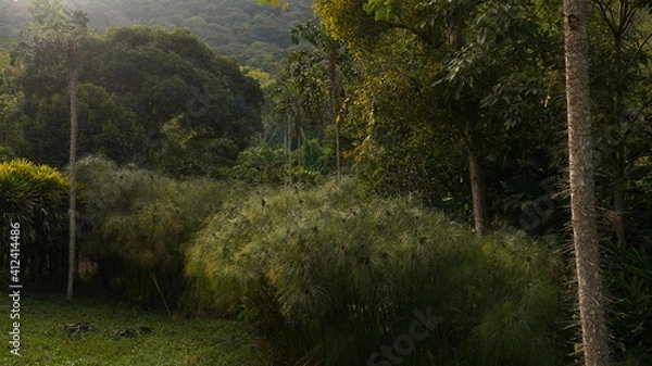 Obraz Diverse colombian vegetation