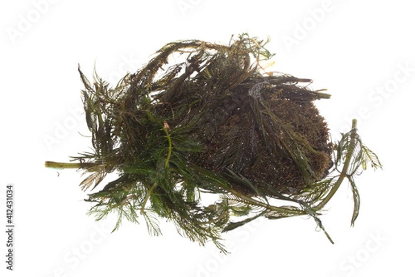 Obraz seaweed isolated on white background