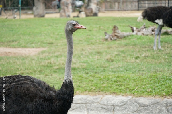 Fototapeta Ostrich side view with green grass background