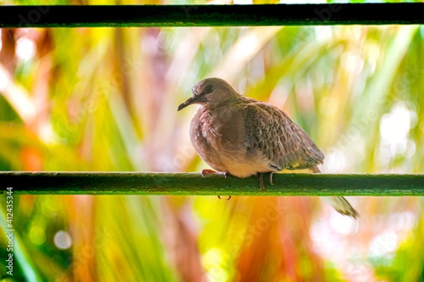 Obraz Photography of Beautiful Indian Mourning dove (Zenaida macroura) Sitting On Window Bar of House In Town. Carolina pigeon in natural habitat in the forest on blur, bright light environment background.