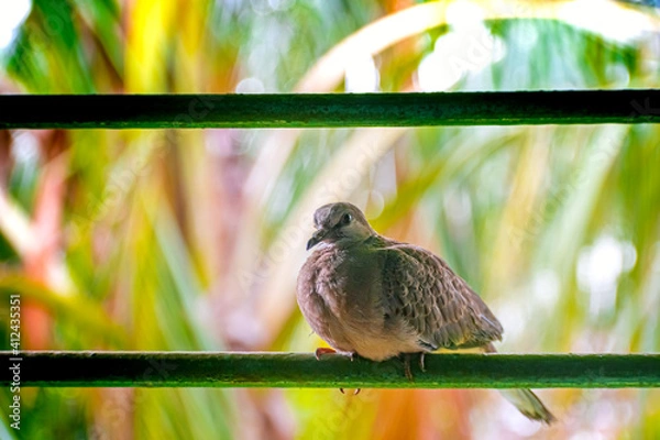 Obraz Photography of Beautiful Indian Mourning dove (Zenaida macroura) Sitting On Window Bar of House In Town. Carolina pigeon in natural habitat in the forest on blur, bright light environment background.