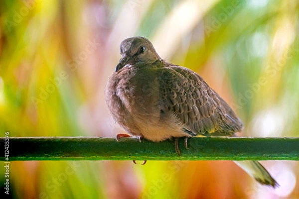 Obraz Photography of Beautiful Indian Mourning dove (Zenaida macroura) Sitting On Window Bar of House In Town. Carolina pigeon in natural habitat in the forest on blur, bright light environment background.
