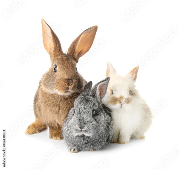 Obraz Cute funny rabbits on white background