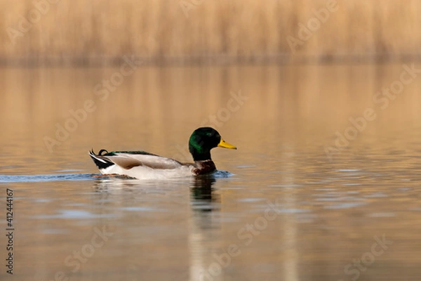 Obraz ducks in their habitat
