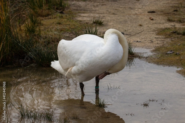 Fototapeta ducks in their habitat
