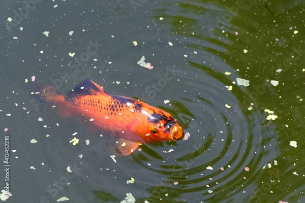 Fototapeta A hungry black and gold goldfish is at the surface eating its food.