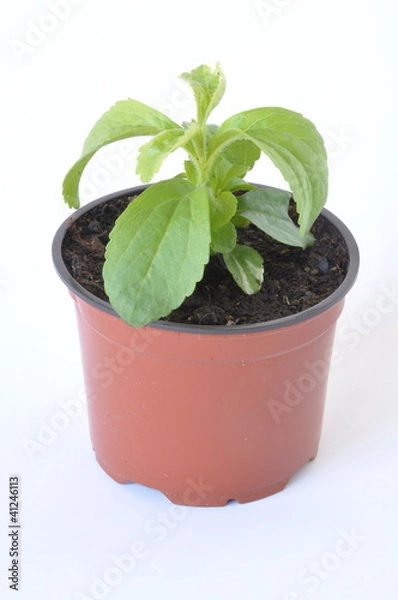Fototapeta plant de stevia en pot