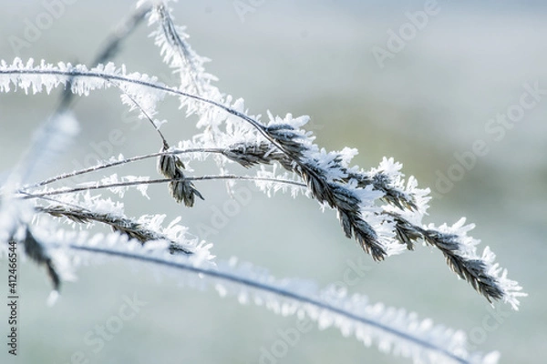 Fototapeta Frozen grass