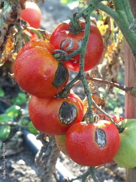 Obraz chore pomidory