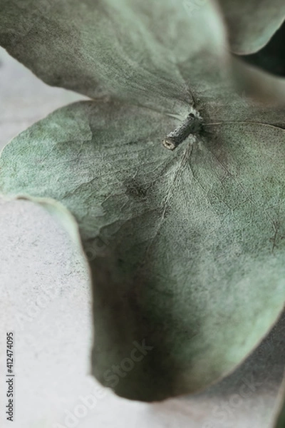 Fototapeta selective focus macro dry stabilized eucalyptus leaf with veins, vertical interior poster