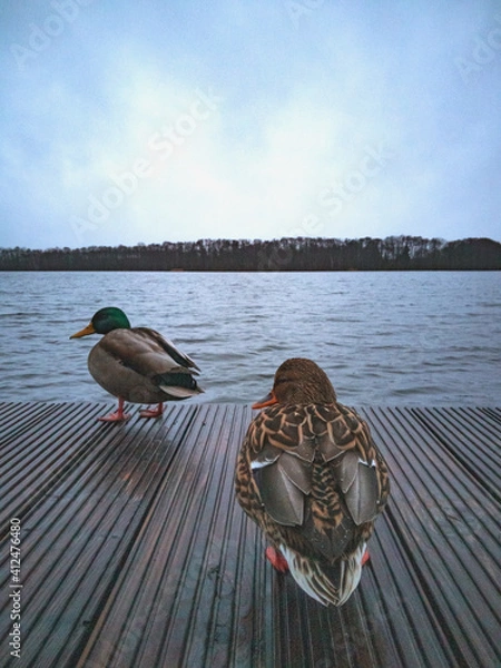 Obraz zwei Enten auf einem Badesteg