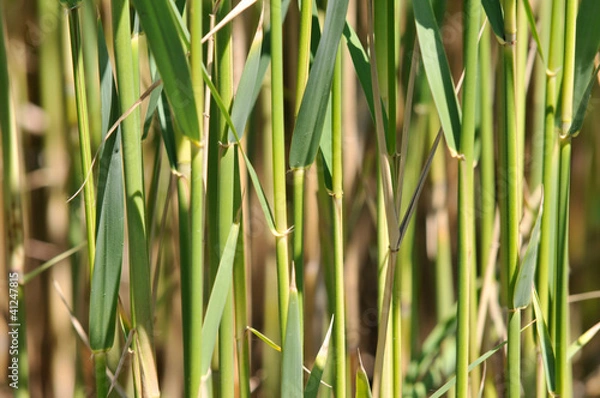 Fototapeta straws of reed