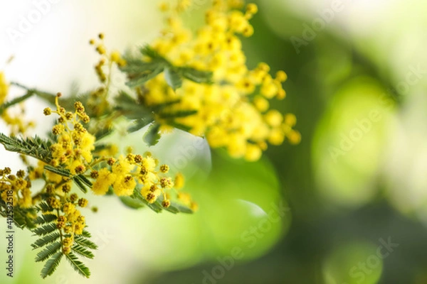 Fototapeta Beautiful mimosa plant on blurred background, closeup. Space for text