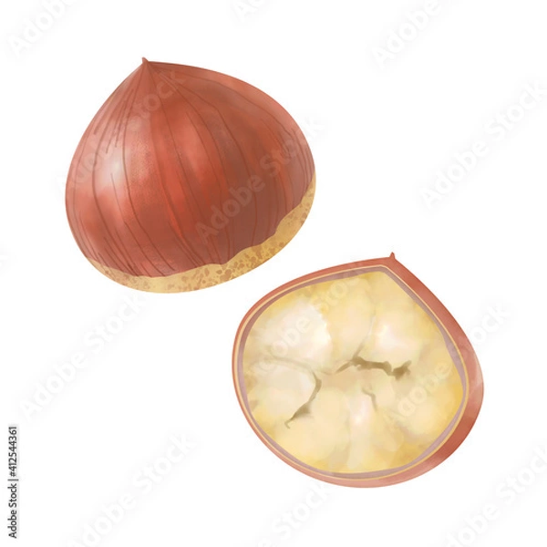 Obraz 栗の水彩イラスト