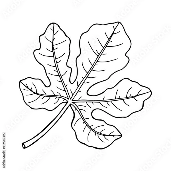 Fototapeta Fig fruit leaf. Drawing in line sketch style. Hand drawn vector illustration.