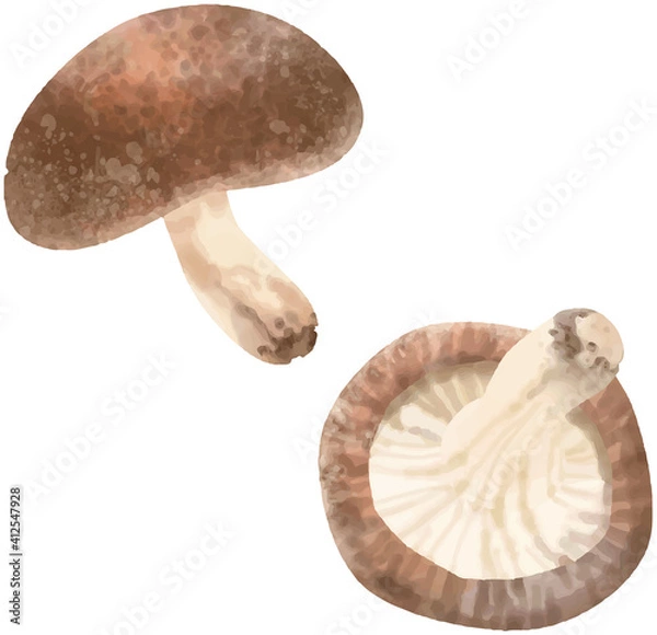 Fototapeta 椎茸のベクター水彩イラスト