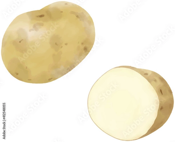 Fototapeta ジャガイモのベクター水彩イラスト