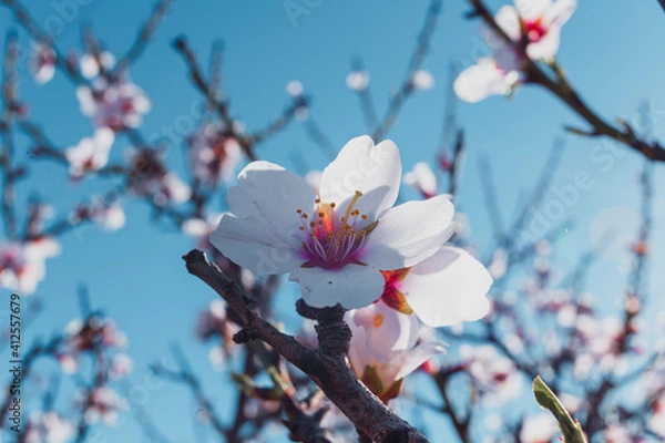 Obraz Flor de almendro