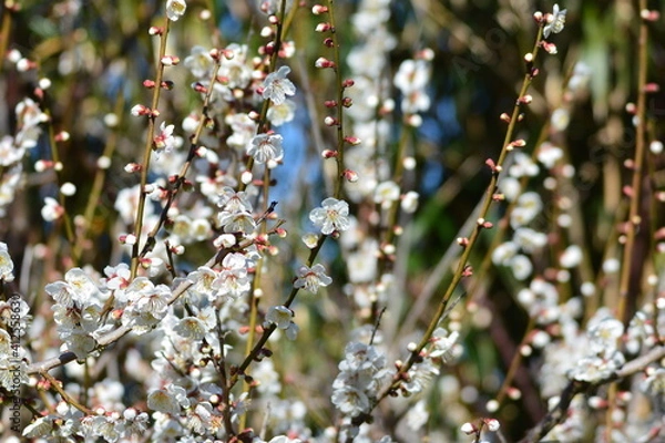 Fototapeta 春の梅の花