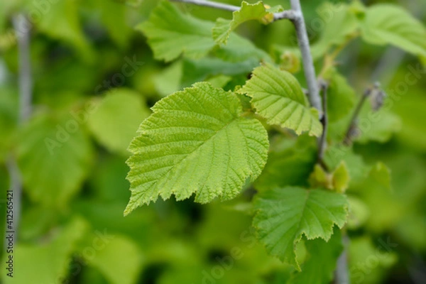 Obraz Hazel Nottingham Fruhe