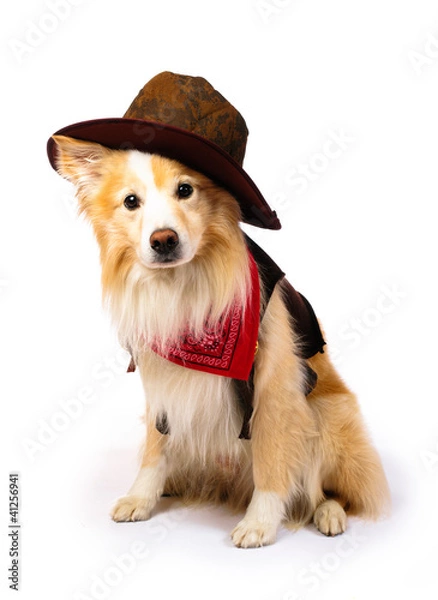 Obraz Border Collie Cowboy