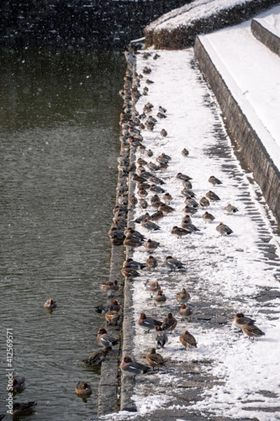 Obraz 雪が積もっている池のほとりのカモの大群