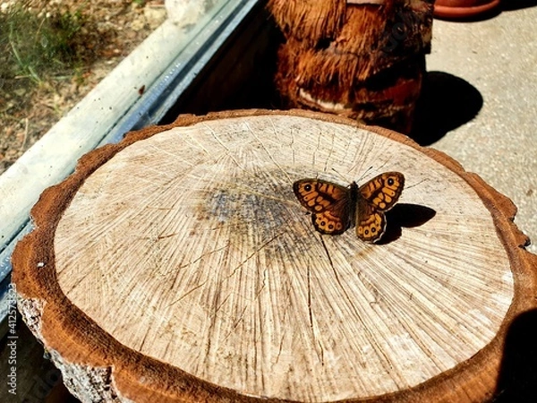 Obraz Butterfly on a wood part of tree