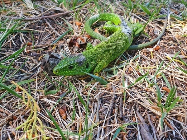Obraz lizard on the grass
