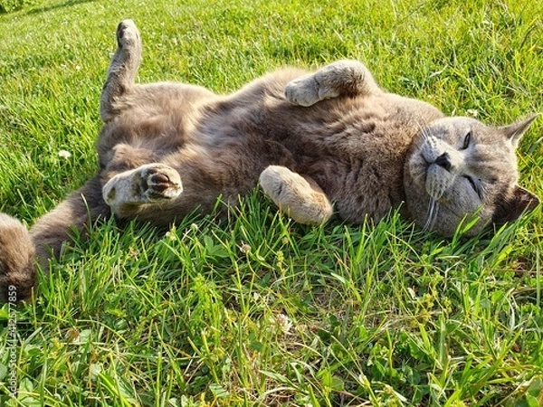 Obraz lion cub in the grass