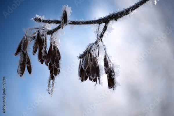 Obraz Alder earring in the snow.After a cold night, the branches of the trees in the city park are covered with frost. The background is blurry, boke. Composition of several plants. Russia, nature
