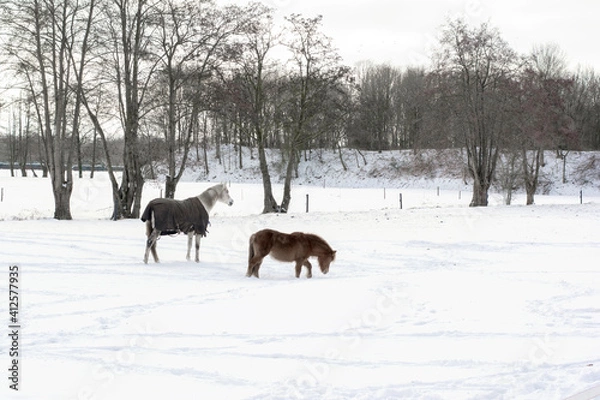 Obraz Beautiful Dutch winter landscape, snowy, icy and cold, with a horse and a pony walking in the field. The horse is covered with a blanket against the cold. Bare trees are surrounding the meadow.