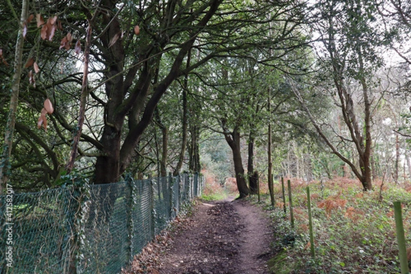 Obraz path in the woods