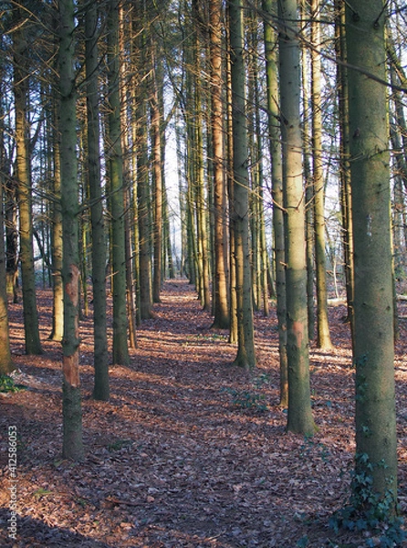 Obraz Herbstwald