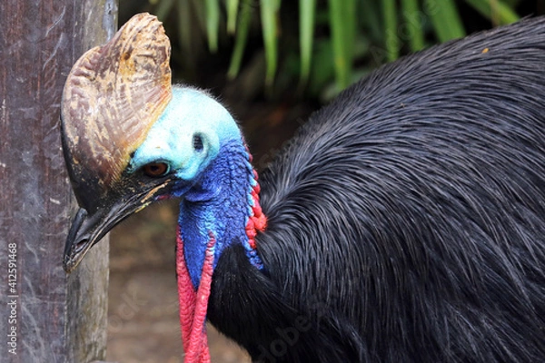 Fototapeta Cassowary