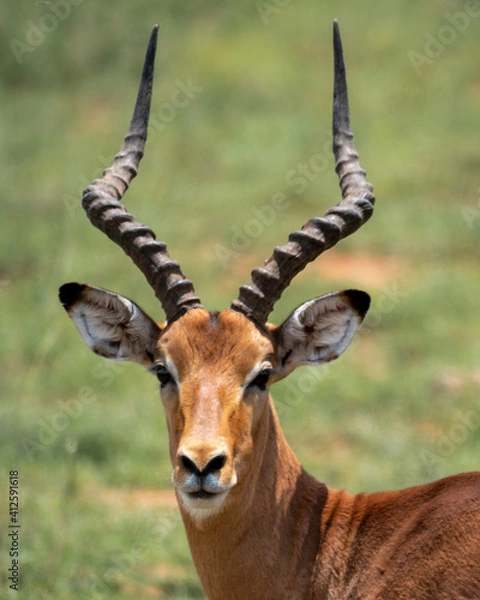 Obraz impala in the pilansberg