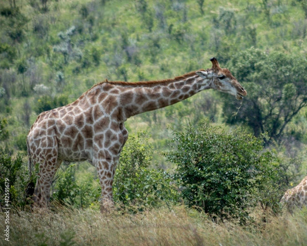 Obraz giraffe in the wild