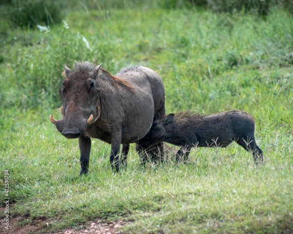 Obraz warthog feeding hoglet