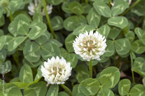 Fototapeta シロツメ草の花