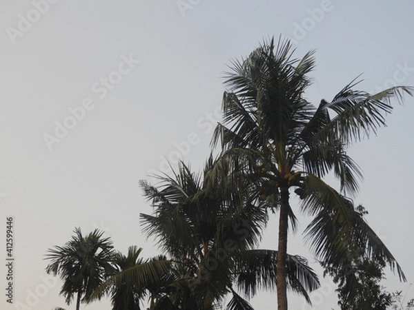 Fototapeta Coconut palm trees on sky background, Beautiful nature.