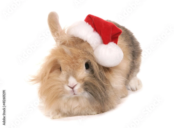 Fototapeta christmas rabbit