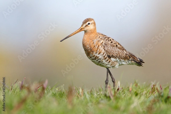 Obraz Black-tailed Godwit